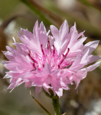 Chrpa luční růžová - Centaurea cyanus - prodej semen - 65 ks