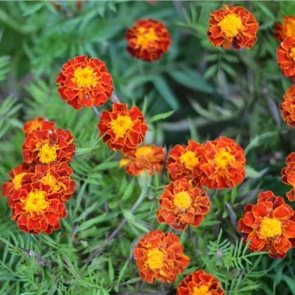 Aksamitník rozkladitý Carmen - Tagetes patula nana - prodej semen - 0,3 g