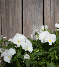 Maceška Schweizer Riesen Firnenschnee - Viola wittrockiana - prodej semen - 200 ks