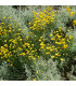 Svatolina cypřiškovitá - Santolina chamaecyparissus - prodej semen - 5 ks