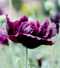 Mák Black Peony - Papaver somniferum - prodej semen - 150 ks