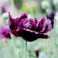 Mák Black Peony - Papaver somniferum - prodej semen - 150 ks