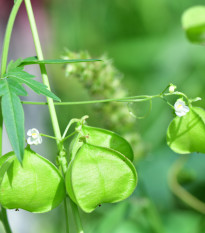 Srdcovnice nadmutá Ballonwein - Cardiospermum halicacabum - prodej semen - 15 ks