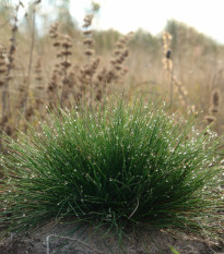 Kostřava ovčí - Festuca ovina - prodej semen - 50 ks