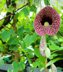 Podražec elegantní - Aristolochia - prodej semen - 5 ks