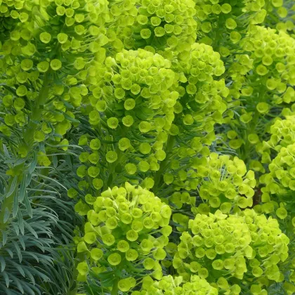 Pryšec statný - Euphorbia characias - prodej semen - 18 ks