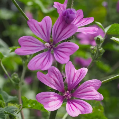 Sléz lesní - Malva sylvestris - prodej semen - 10 ks