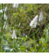Nevadlec klasnatý bílý - Celosia spicata - prodej semen - 10 ks
