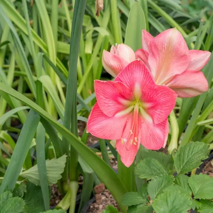 Hvězdník Susan - Hippeastrum - prodej cibulovin - 1 ks