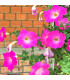 Petúnie Musica Pink Morn F1 - Petunia x grandiflora - prodej semen - 30 ks