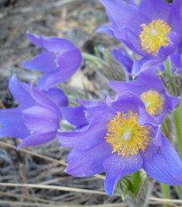 Koniklec alpinský Bells Violet - Pulsatilla alpina - prodej semen - 20 ks