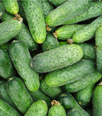 BIO Okurka Liefje - Cucumis sativus - prodej bio semen - 10 ks