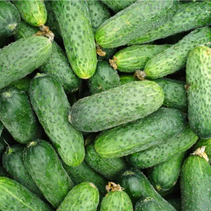 BIO Okurka Liefje - Cucumis sativus - prodej bio semen - 10 ks