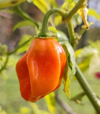 Paprika Habanada - Capsicum Chinense - prodej semen - 10 ks