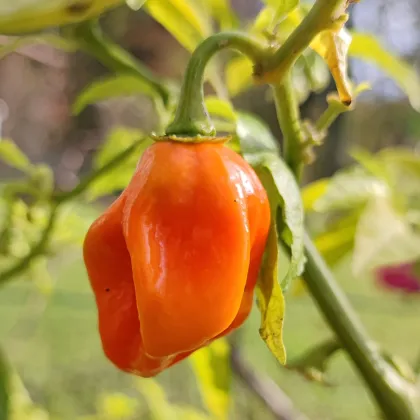 Paprika Habanada - Capsicum Chinense - prodej semen - 10 ks