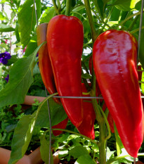 Paprika Marconi Red - Capsicum Annuum - prodej semen - 10 ks