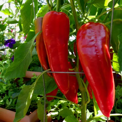 Paprika Marconi Red - Capsicum Annuum - prodej semen - 10 ks