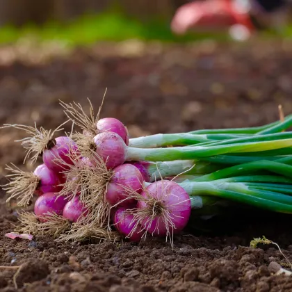 Cibule svazková CN SONI F1 - Allium cepa - prodej semen - 150 ks