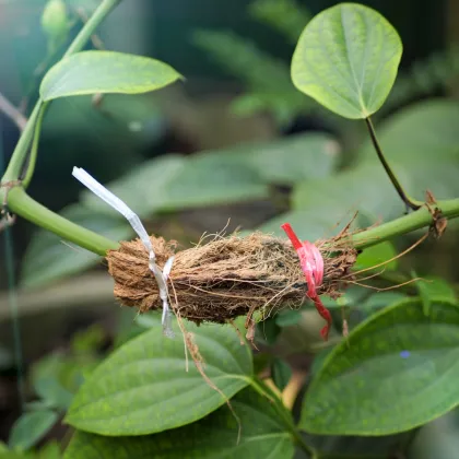 BIO Paprika k roubování Scarface F1 - Capsicum annuum - prodej bio semen - 5 ks