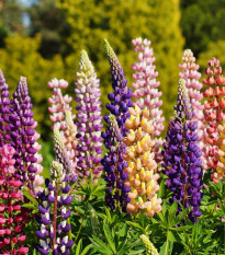 Lupina mnoholistá směs - Lupinus polyphyllus - prodej semen - 40 ks