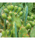 Opuncie poléhavá - Opuntia humifusa - prodej semen - 7 ks