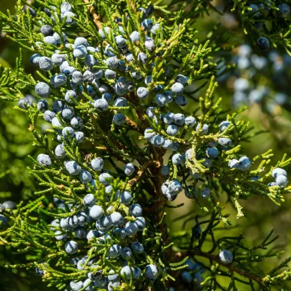 Jalovec virginský - Juniperus virginiana - prodej semen - 5 ks