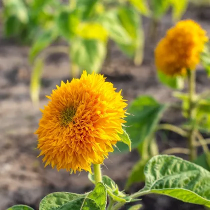 Slunečnice Sonnengold - Helianthus annuus - prodej semen - 15 ks