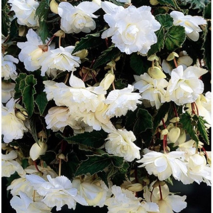 Begonie převislá bílá - Begonia pendula - prodej cibulovin - 2 ks