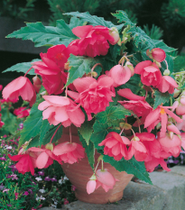 Begonie růžová - Begonia pendula maxima - prodej cibulovin - 2 ks