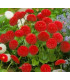 Sedmikráska pomponková červená - Bellis perennis - prodej semen - 500 ks