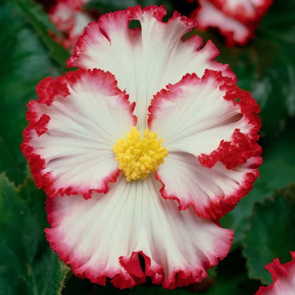Begonie Marginata bílá - Begonia crispa - prodej cibulovin - 2 ks