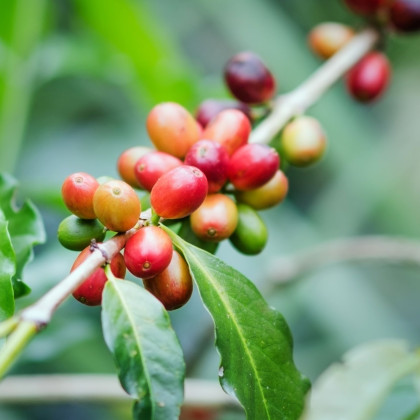 Kávovník arabský Costa Rica 95 - Coffea arabica - prodej semen - 5 ks