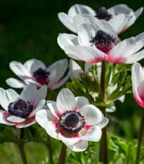 Sasanka Bicolor - Anemone - prodej cibulovin - 3 ks