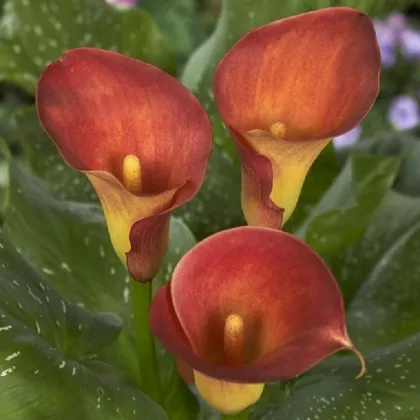 Kala Captain Trinity - Zantedeschia - prodej cibulovin - 1 ks