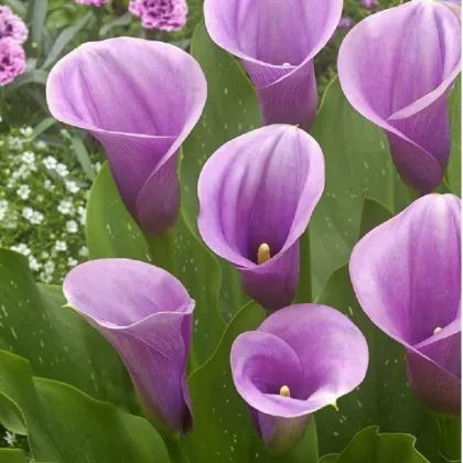 Kala Captain Violetta - Zantedeschia - prodej cibulovin - 1 ks