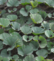 Stříbrný déšť Emerald Falls - Dichondra argentea - prodej semen - 6 ks