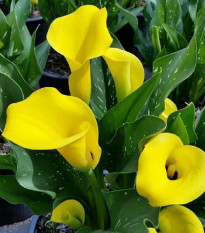 Kala Black Magic - Zantedeschia - prodej cibulovin - 1 ks