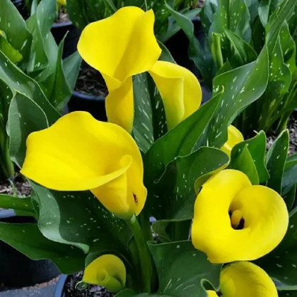 Kala Black Magic - Zantedeschia - prodej cibulovin - 1 ks