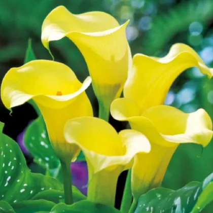 Kala Black Magic - Zantedeschia - prodej cibulovin - 1 ks