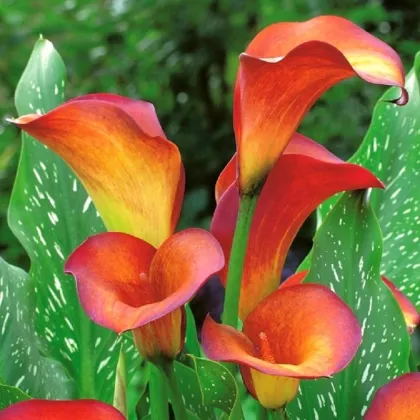 Kala Mango - Zantedeschia - prodej cibulovin - 1 ks