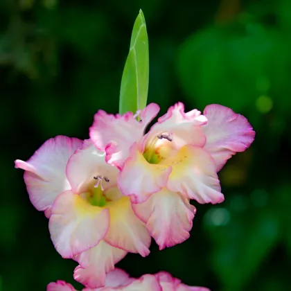 Gladiol Priscilla - Gladiolus - prodej cibulovin - 3 ks