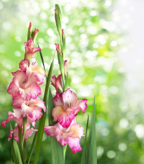 Gladiol Priscilla - Gladiolus - prodej cibulovin - 3 ks