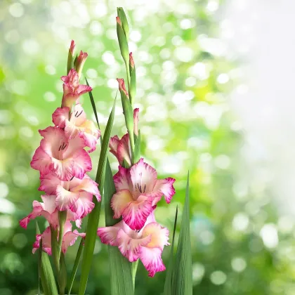 Gladiol Priscilla - Gladiolus - prodej cibulovin - 3 ks