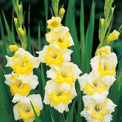 Gladiol Buggy - Gladiolus - prodej cibulovin - 3 ks