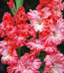 Gladiol You Two Frizzle - Gladiolus - prodej cibulovin - 3 ks