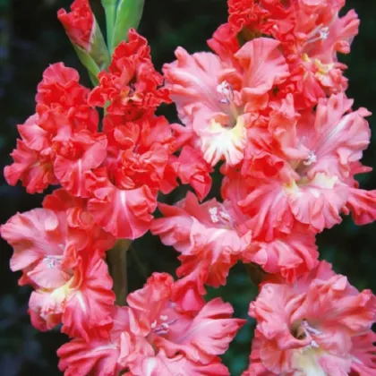 Gladiol You Two Frizzle - Gladiolus - prodej cibulovin - 3 ks