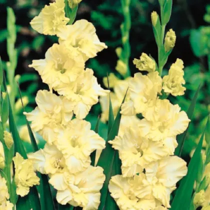 Gladiol Banana Ruffle - Gladiolus - prodej cibulovin - 3 ks