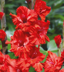 Gladiol Fire Ruffle - Gladiolus - prodej cibulovin - 3 ks