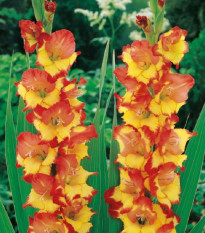 Gladiol Princess Margaret Rose - Gladiolus - prodej cibulovin - 3 ks