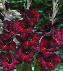 Gladiol Black Surprise - Gladiolus - prodej cibulovin - 3 ks